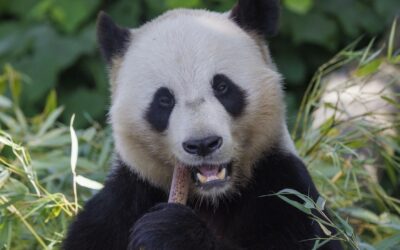 Pairi Daiza adapts to new energy challenges